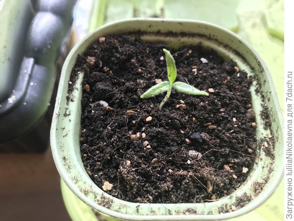 Балурой. Красавец! 😂 Решил, что он пальма и выпустил три семядоли.