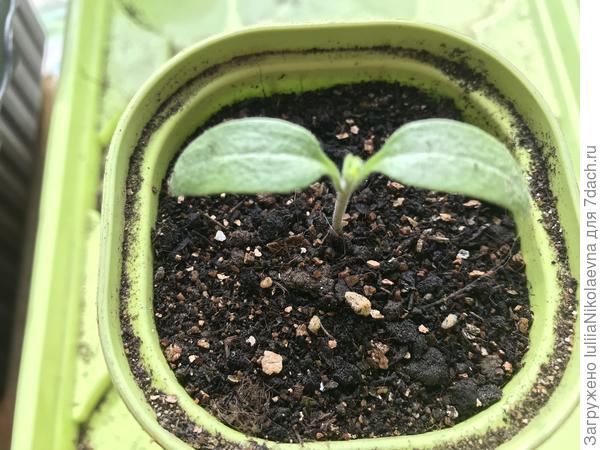 Бомбовоз, который выполз 5.03. За неделю от всходов решил настоящий лист выращивать