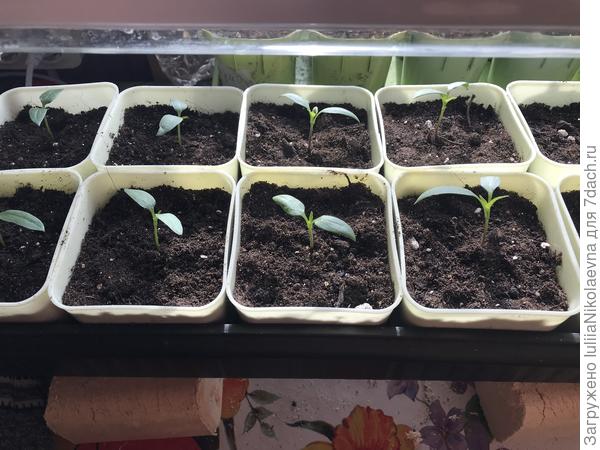 Перцами в целом пока довольна. Это те, что вчера из общих плошек пересадила. Все живы здоровы. Те, что посеяла 5.03 показывают всходы второй день подряд. Те, что остались в общих плошках, поедут к нашему другу в новый дом