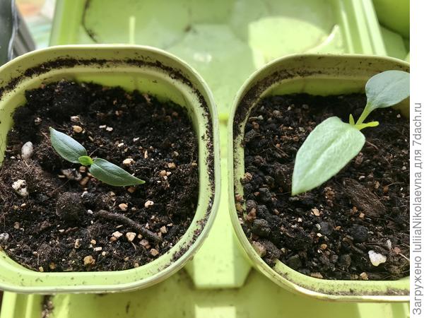 Рамиро красный. Эти двое были посажены 28.02 сразу в отдельные стаканчики. Хоть и братья, но не близнецы🤷‍♀️