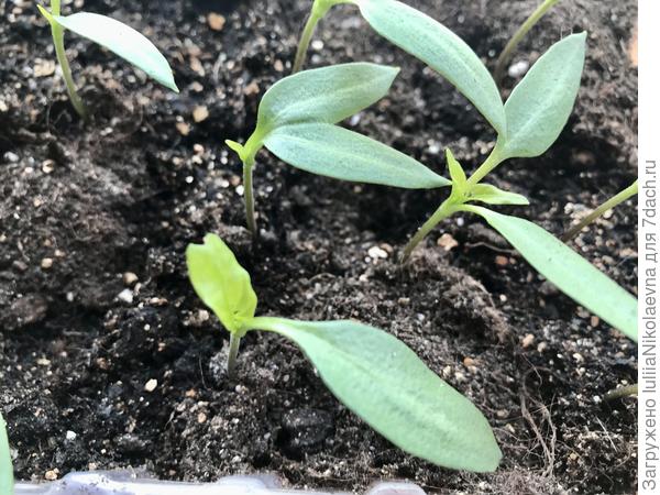 Сросшиеся семядоли. Недоразвитые семядоли