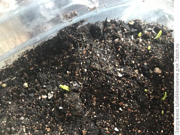 Выползает потихоньку🙂 Поставила на окошко поближе к стеклу