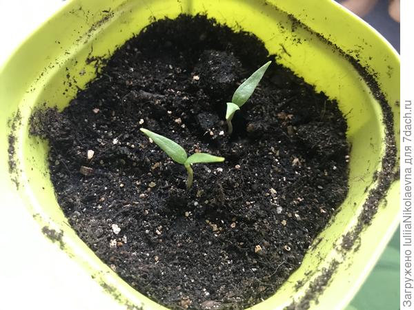 Золотой ключик вот такой сегодня