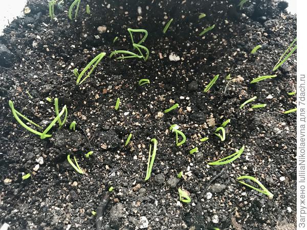 Эксибишен. 5.03 примерно треть семян замочила на сутки. 6.03 посеяла и замоченные и сухие семена. Были инкрустированные. Начал всходить 13.03. Петельки ещё не распрямил.