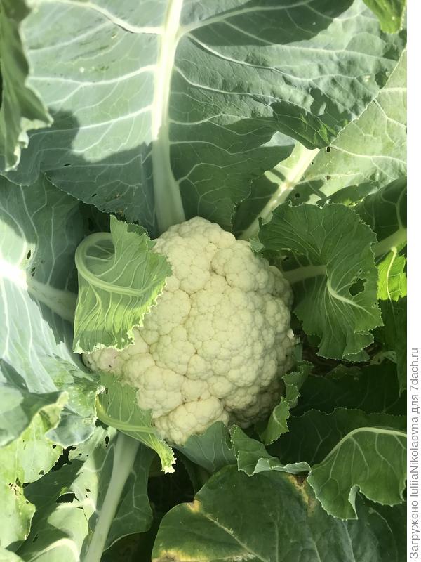 Цветная июль