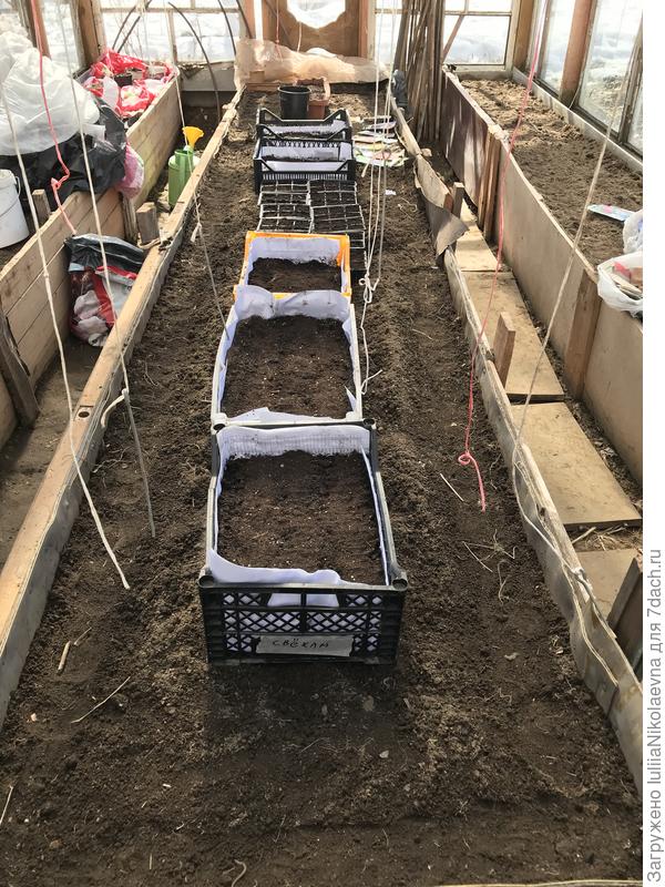 Свеклу, капусту и другое рассадой в начале апреля