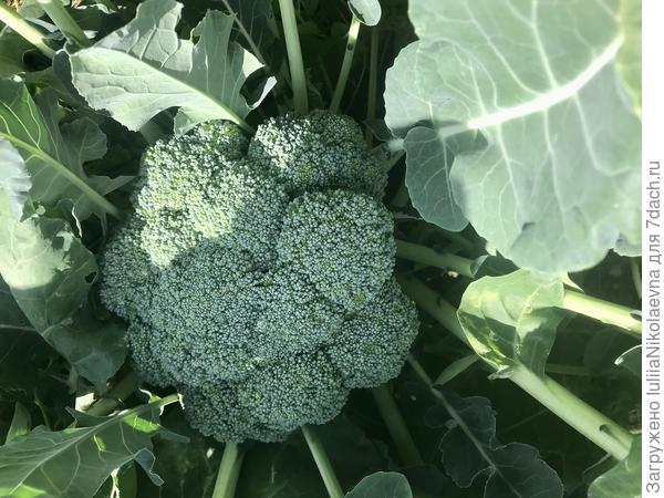 Брокколи июль