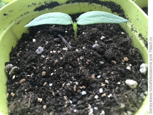 Другие сладкие. Посев 5.03