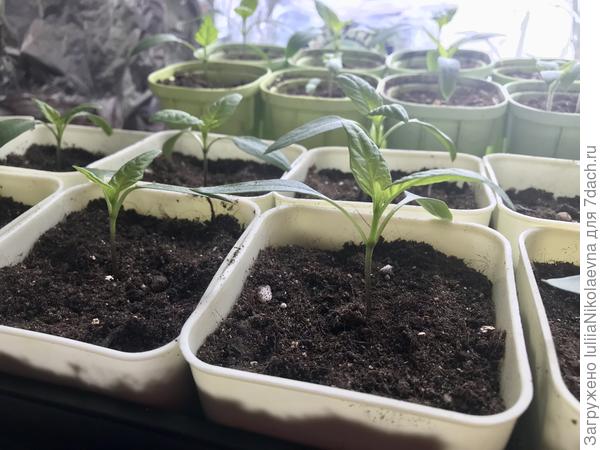 Рамиро и Палермо. посев 27.02