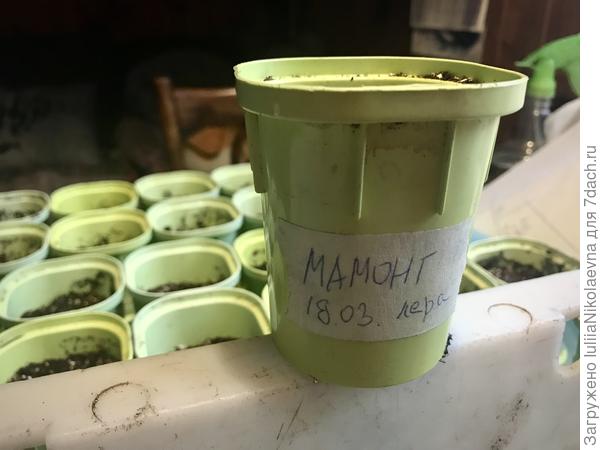 Мамонт в стаканчике🙂