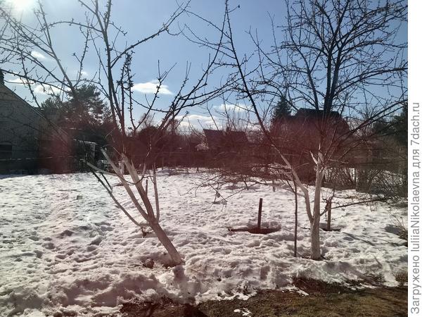 А у нас солнышко сегодня🙂 От деревьев снег стал отступать и дорожки, что зимой чистили, уже без снега