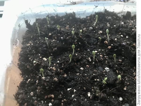 Базилик начал сегодня всходить