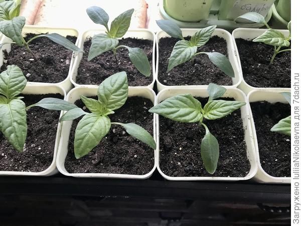 Они же сегодня 20.03.24