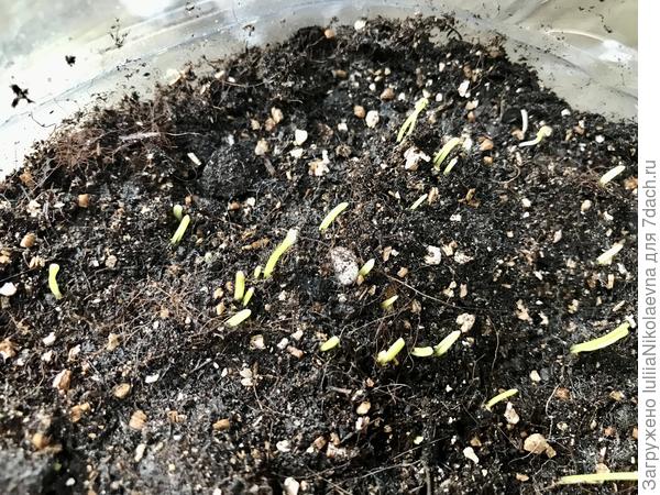 Батун Апрельский.  Посеян сухими семенами 15.03. Вчера один вылез, сегодня уже густо повылезал