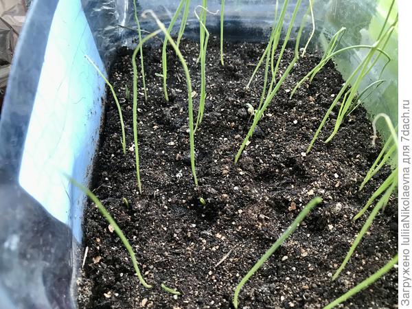 Ялтинский. 5.03 замочила, 6.03 посадила, 10.03 взошёл