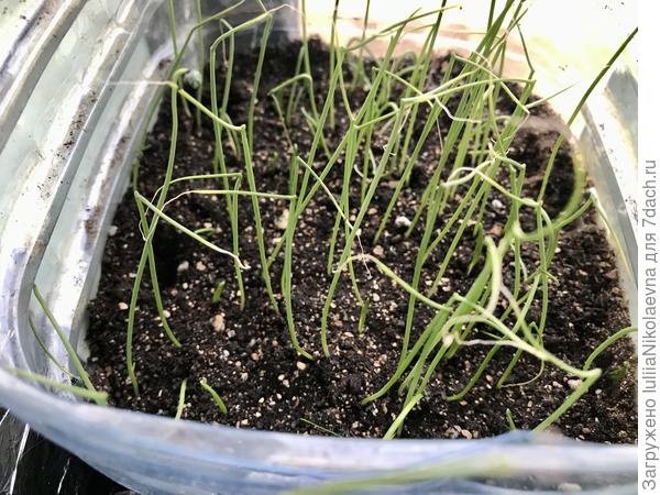 Эксибишен. 5.03 замочила половину семян. 6.03 посеяла сухими и замоченными. Взошёл 13.03