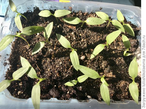 12.03.24 в общих плошках Палермо.