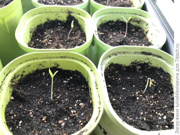 Такие дрищи страшненькие😂 Ну, ничего. Земельки подсыплю, песенку спою и будут красавцы🙂