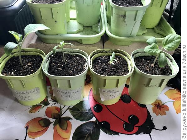 По краям Бомбовозы, в центре тугодумы и трёхлистный. С тремя семядолями всё же решил дать зачаток настоящего листа