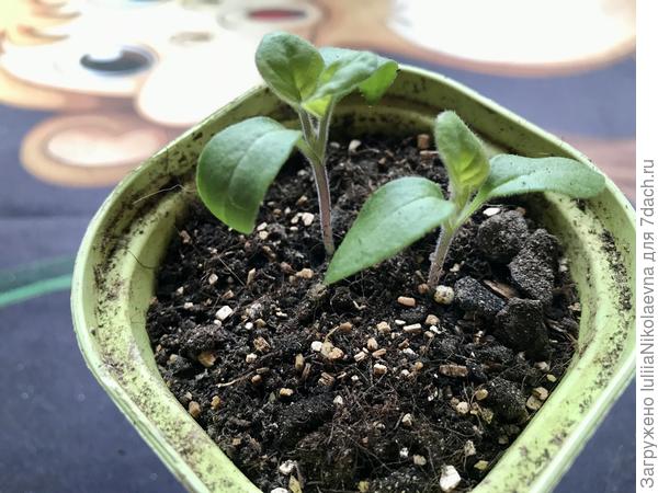 Посев по два-три семечка в один стаканчик так же не является панацеей, хоть и повышает шансы. Вот у меня два баклажана хорошо взошли в стаканчике, а в соседнем ничего не взошло🤷♀️