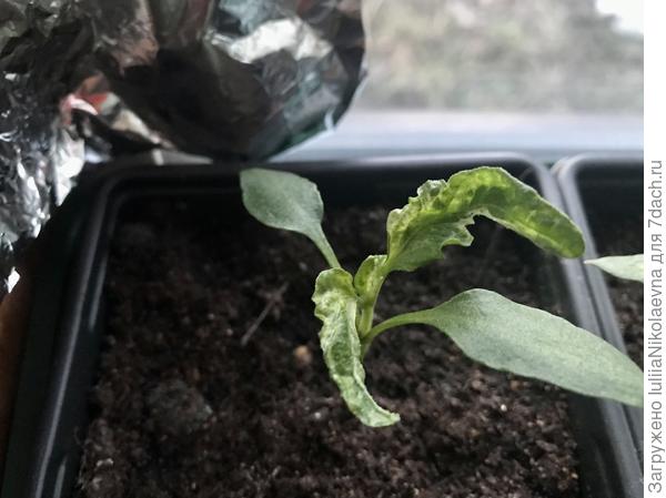 Вот такой «уродец» Это вероятно кто-то от сырости завёлся в земле. Сейчас грунт подсыхает и они начали понемногу выравниваться