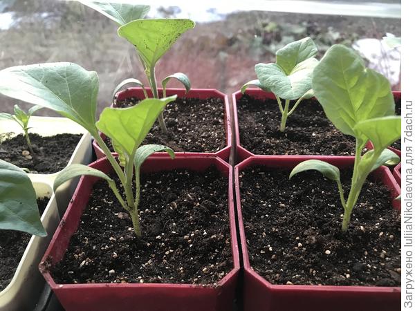 Бомбовозы. Посев в отдельные стаканчики 28.02, после суточного замачивания семян. Начали всходить 5.03. Перевалены в стаканы 0,7л 24.03