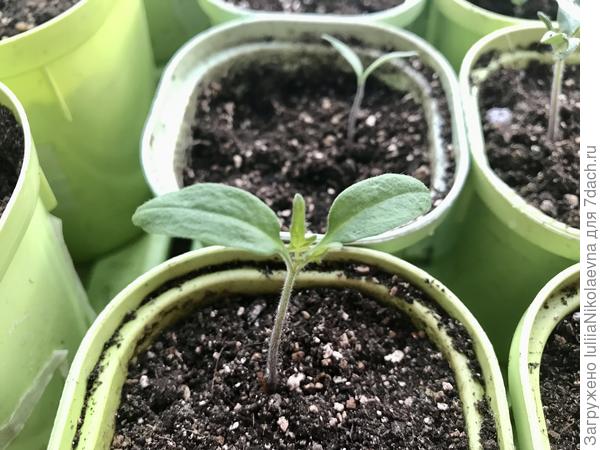 У томатов от15.03 начал рости настоящий листик