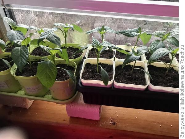 Палермо и Рамиро из магазинного плода. Посеяны 28.02 после суточного замачивания. Слева стаканчики 0,4 л, справа 0,5 л. Из 0,4 скоро переваливать уже надо🤷♀️