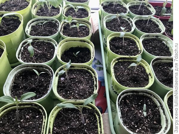 Козявочки🙂