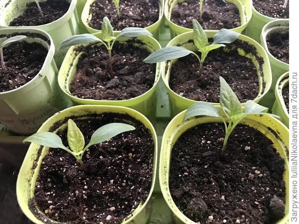 Эти козявочки других сортов. Посев 5.03