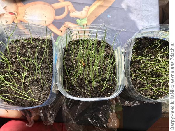 До стрижки. Ялтинский, Эксибишен, Бутун Апрельский