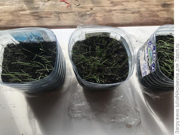 Они же после парикмахерской на веранде.