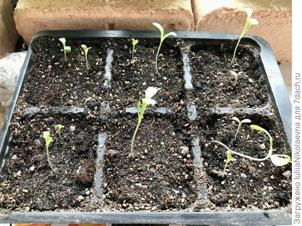 А вот салат😂😂😂 Без досветки вообще жить не хочет. Если руки дойдут сегодня, так воткну его в теплицу. Под дуги. Пусть там подумает на холоде о смысле жизни. А в теплице сегодня ночью вода в бочке замёрзла. Весна!😂