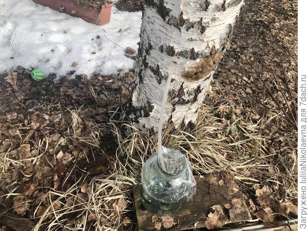 Ставим под трубочку банку и плотно закрываем  горловину банки пищевой плёнкой, чтобы грязь не попала