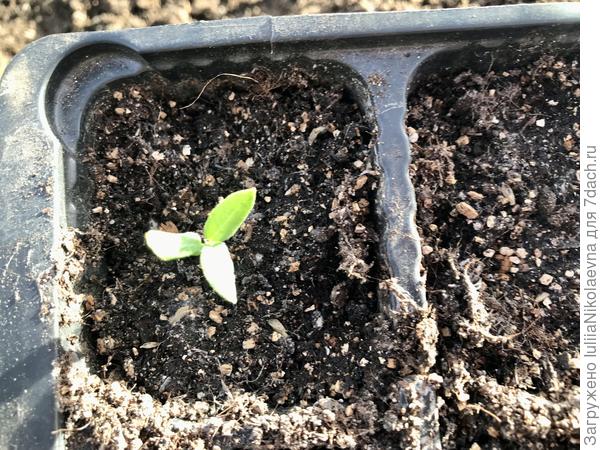 В одной из ячеек взошёл вот такой трёхлистник. Думаю, что это перец-тугодум. Перцы сеяла 5.03. Землю из стаканчиков, где никто не взошёл, использовала для посадки салата. А он решил всё таки взойти, маскируясь под салат😂