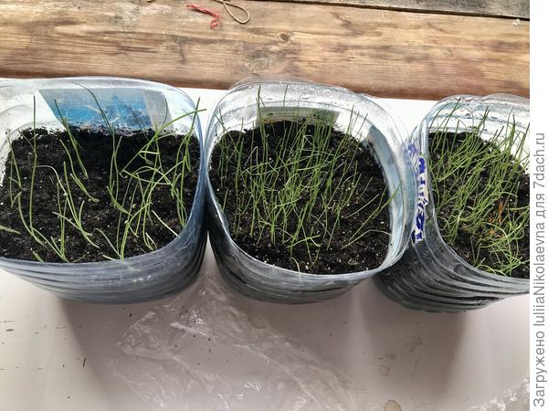 Удивительно, как за два дня выросли🤷‍♀️ Ялтинский (левый) в пленку упёрся