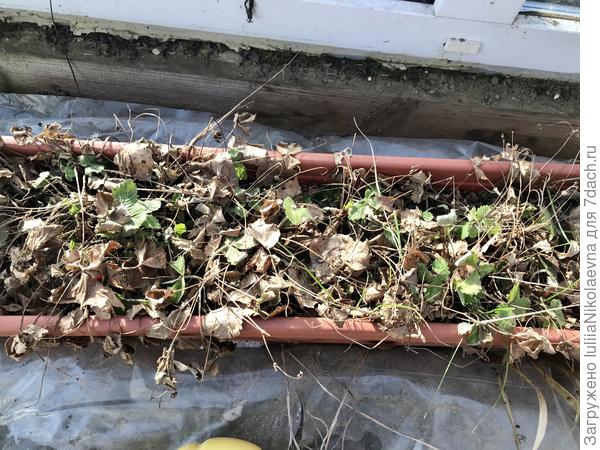 Вот такой ящик, весь в березовых листьях