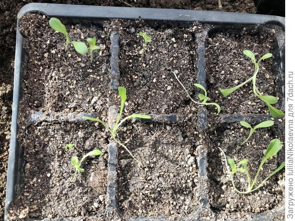 Ещё посадила сегодня рассаду салата. Его сеяла 15.03. Бедолага! Скорее мёртв, чем жив.