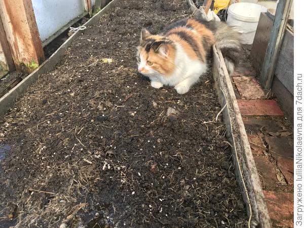 Такая пуховая варежка ложится на свежепролитую землю 🙈