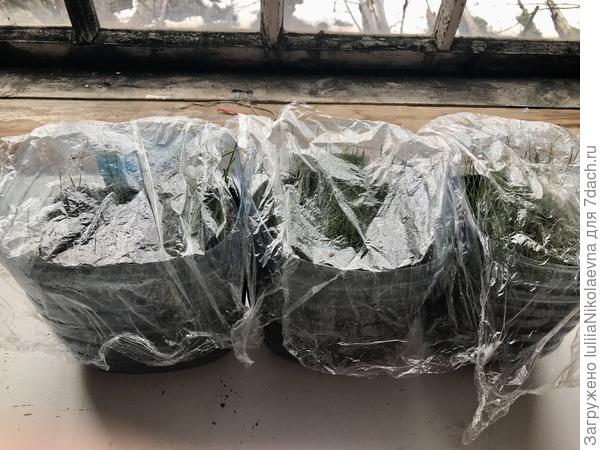 Когда их вынесла, то прикрыла пленкой