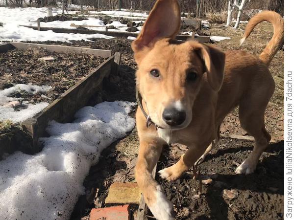 Хорошая собачка. Жизнерадостная. Вот только сшибла меня и я попой в грязь, а ноги выше головы😂