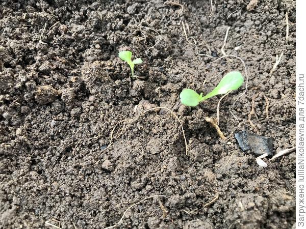 Вот в земле смотрится значительно бодрее🙂