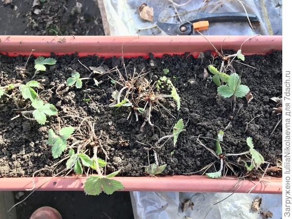 Почистила, подрыхлила, подсыпала земельки