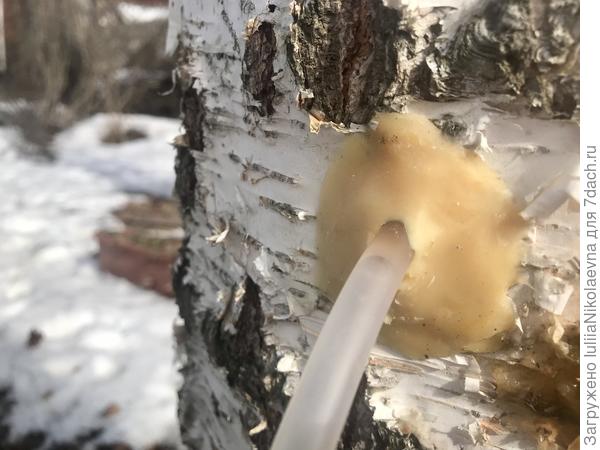 Вокруг ранки замазываем садовым варом, чтобы ни одна капелька мимо не протекла