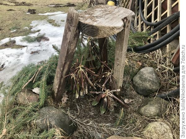 На зиму над ним установили вот такую «табуретку», сверху закидали лапником