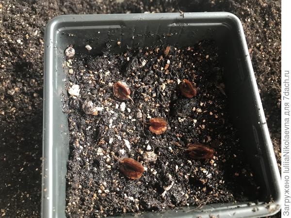 Вот. Сейчас в 4 стаканчика положила по 4-5 семечек, присыпала грунтом, закрыла пленкой, поставила к радиатору. Посмотрим когда вылезут. Написано, что через 10-12 дней