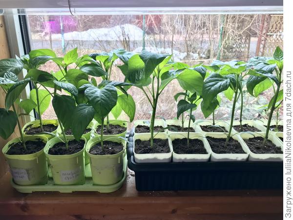 Палермо и Рамиро. Посев от 28.02