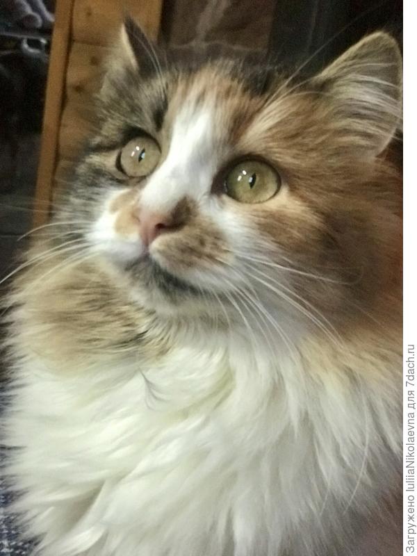 Сансара. Она может снабжать деревню дичью. Хороший охотник!🙂