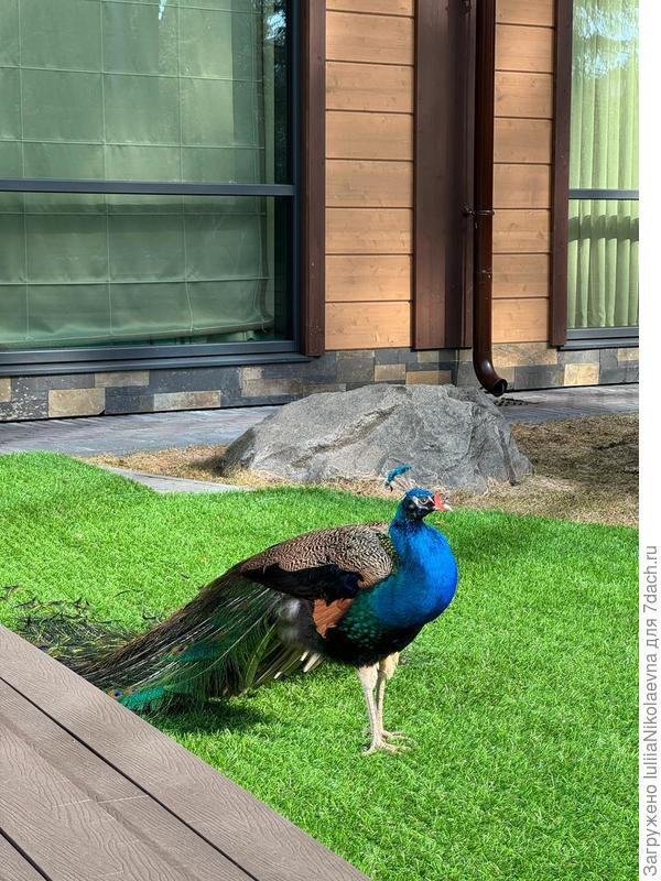 Павлины говоришь…©