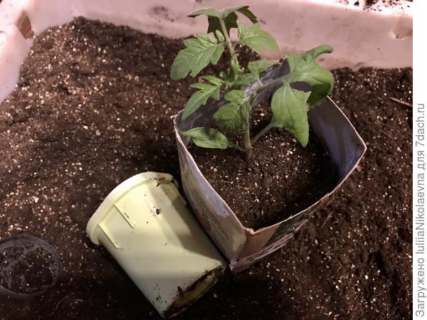 Десяток перевалила в литровые пакеты из под молока. Мне не очень нравится такая высокая и узкая тара, зато плотненько на подоконнике встают